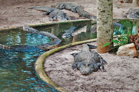 St. augustine alligator farm - This was an interesting place to visit! I was amazed by all the different kinds of alligators and crocodiles! It was hard to find parking, it was pretty crowded. Purchasing ticket